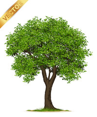 Isolated trees on white background .
