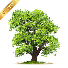 Isolated trees on white background .