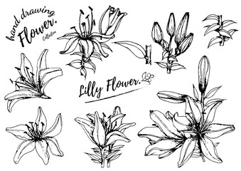 Lilly flower drawing illustration. Black and white with line art on white backgrounds.