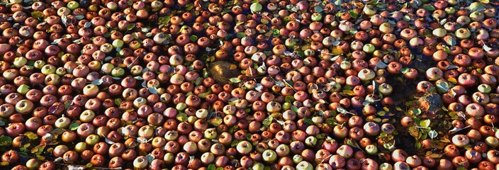 Bunch of apples, hundreds, floating in water, panorama in fall along a walking path in canal stream beneath a wild apple tree in Broomfield Colorado, United States.