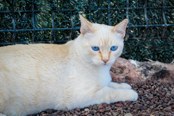 Portrait einer Katze 