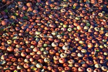 Bunch of apples, hundreds, floating in water, panorama in fall along a walking path in canal stream beneath a wild apple tree in Broomfield Colorado, United States.