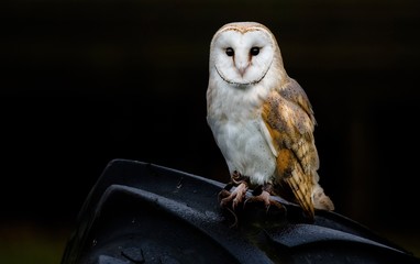 A Barn Owl sitting on a tractor tyre