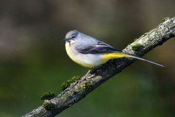 Grey Wagtail on a branch 