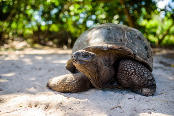 Aldabra giant tortoise, Turtle in Seychelles on the beach near to Praslin
