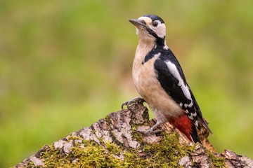 Obraz premium Woodpecker on a tree