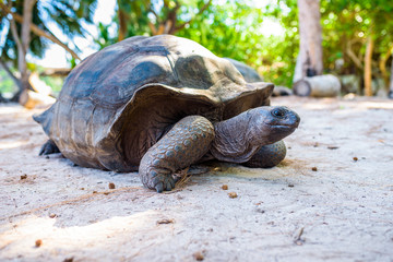 Aldabra giant tortoise, Turtle in Seychelles on the beach near to Praslin