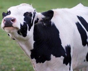 Headshot of a dairy cow 