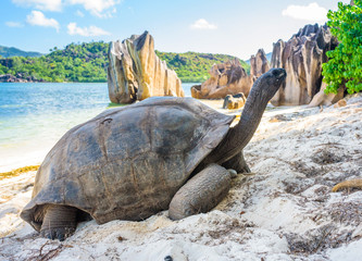 Aldabra giant tortoise, Turtle in Seychelles on the beach near to Praslin