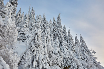Mountain forests covered in snow