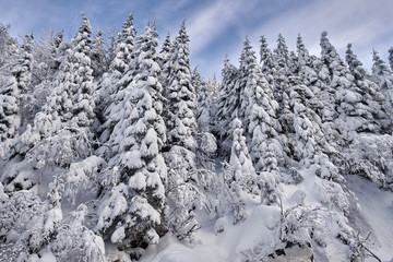 Fototapeta na wymiar Mountain forests covered in snow