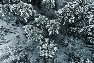 Aerial view of the forest on a cold winter day
