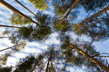 Trees in a forest. Looking Up