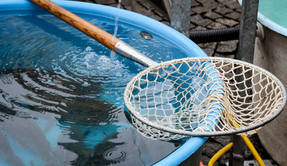 Karpfen im Becken auf dem Markt 