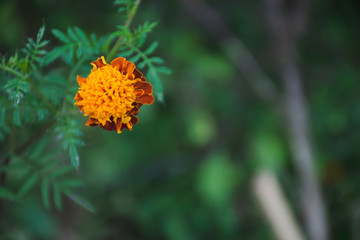 close up Marigold , yellow flower , Tagetes erecta with copy space