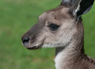 Western Grey Kangaroo