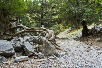 Trekking on a winding path through Imbros gorge near Chora Sfakion, island of Crete, Greece