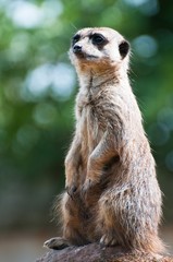 Meerkat standing up tall