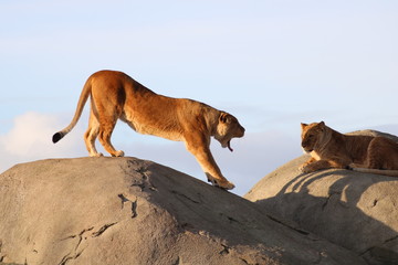 Obraz premium Löwenfels