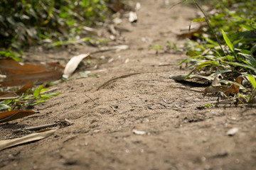 close up dirt pathway in the forest and leaves
