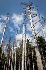 Landschaft im Harz, Felsen, Bäume, Wege, Wegweiser