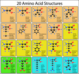 20 Amino Acid Molecules Ball and Stick Structure