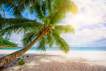 palm tree in the sun, tropical beach anse georgette, praslin, seychelles