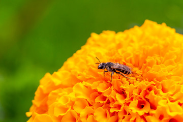 Close-up of a honey bee on an African marigold flower, partial view, blurred natural green background