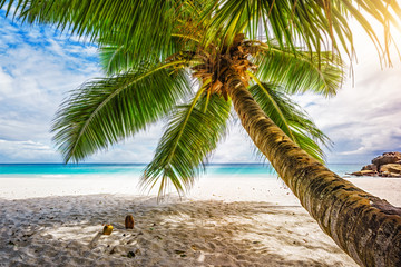 Palm tree,white sand,turquoise water at tropical beach,paradise at seychelles 5
