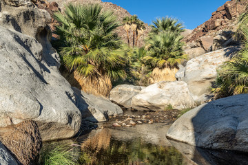 Palm trees and flowing freshwater, Borrego Palm Canyon Oasis, Anza Borrego State Park, California