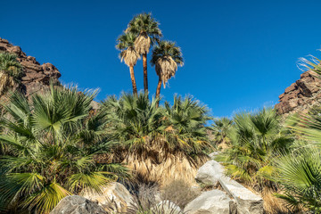 Fototapeta na wymiar Palm trees and flowing freshwater, Borrego Palm Canyon Oasis, Anza Borrego State Park, California