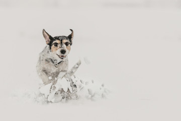 Jack Russell Terrier dog in the snow. Funny dogs running in front of white background