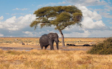 African Elephant, Botswana safari wildlife