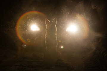 Obraz na płótnie Canvas Dog silhouette in the headlights