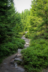 Landschaft im Harz, Felsen, Bäume, Wege, Wegweiser