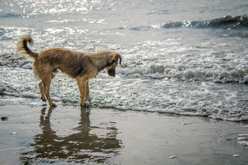 lost dog on a empty beach