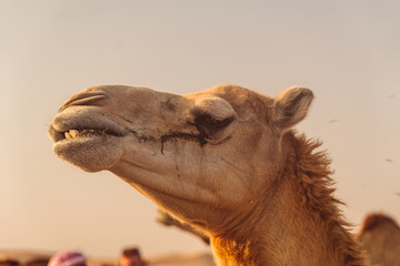 Wild Camels in the desert