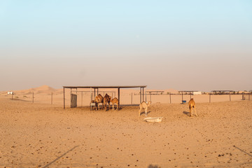 Wild Camels in the desert