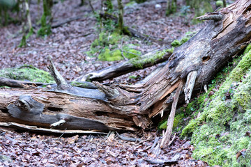 Obraz premium broken old tree