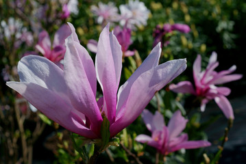 Magnolia Susan