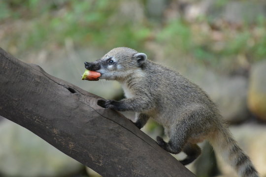 Nasenb&auml;r mit Melone