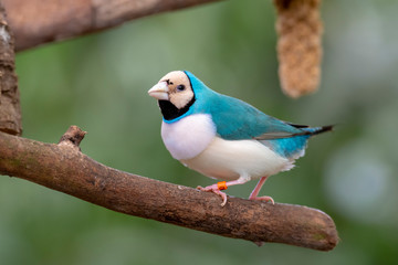 Gouldian finch - the Lady Gouldian finch, Gould's finch or the rainbow finch