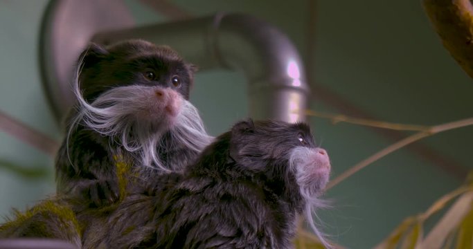 Close up of emperor tamarin upright facing the camera, behind another eperor tamarin monkey crouched facing right. 