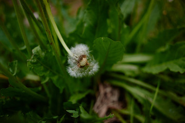 たんぽぽの綿毛