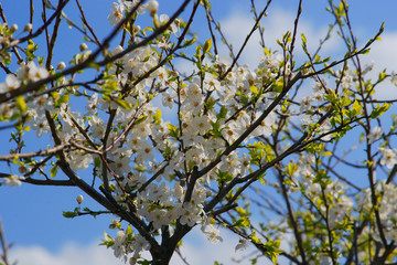 Prunus cerasifera Złoty Obłok flowering in spring