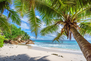 Palm trees on paradise beach at anse patates, la digue, seychelles 1