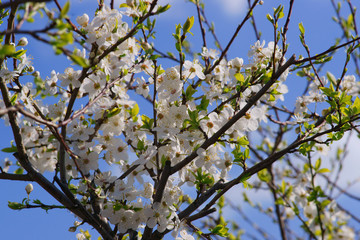 Prunus cerasifera Złoty Obłok flowering in spring