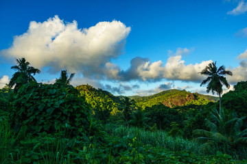 Fototapeta na wymiar Hiking through the jungle, seychelles 3