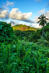 Fototapeta na wymiar Hiking through the jungle, seychelles 4