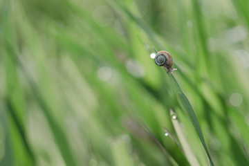 Snail crawling on the green grass. Dew drops form bokeh